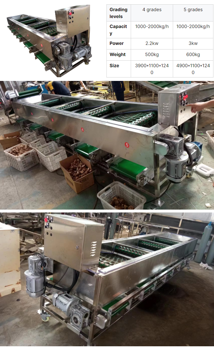 shiitake-grading-root-cutting-machine_15.jpg