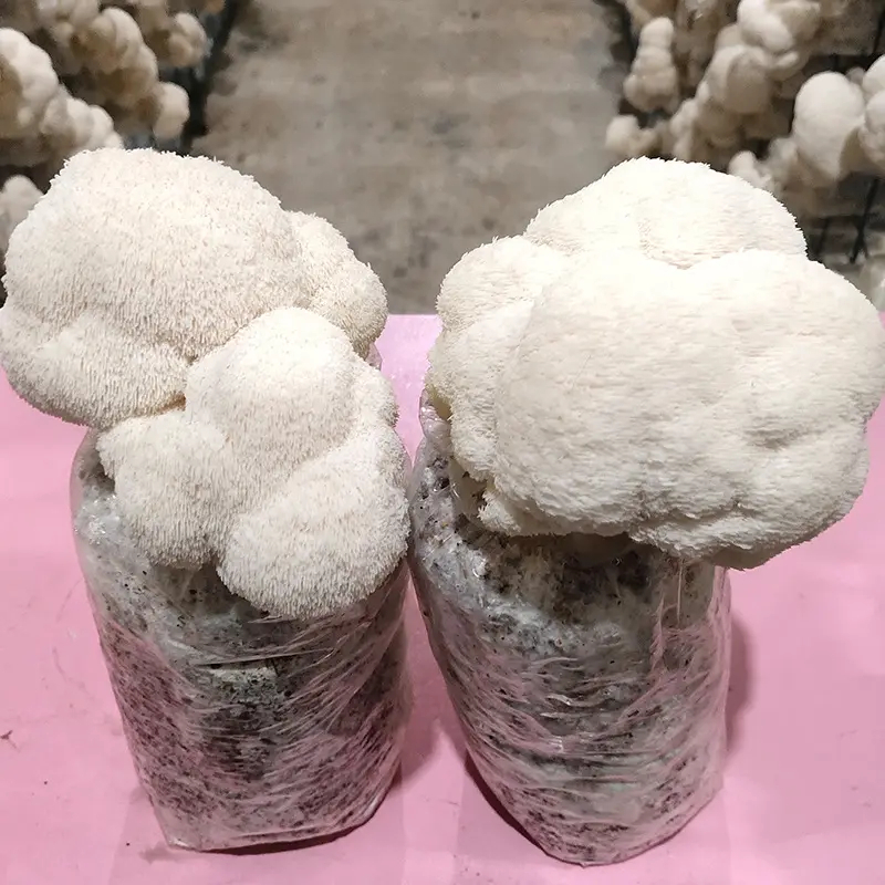 How to grow Hericium erinaceus well?