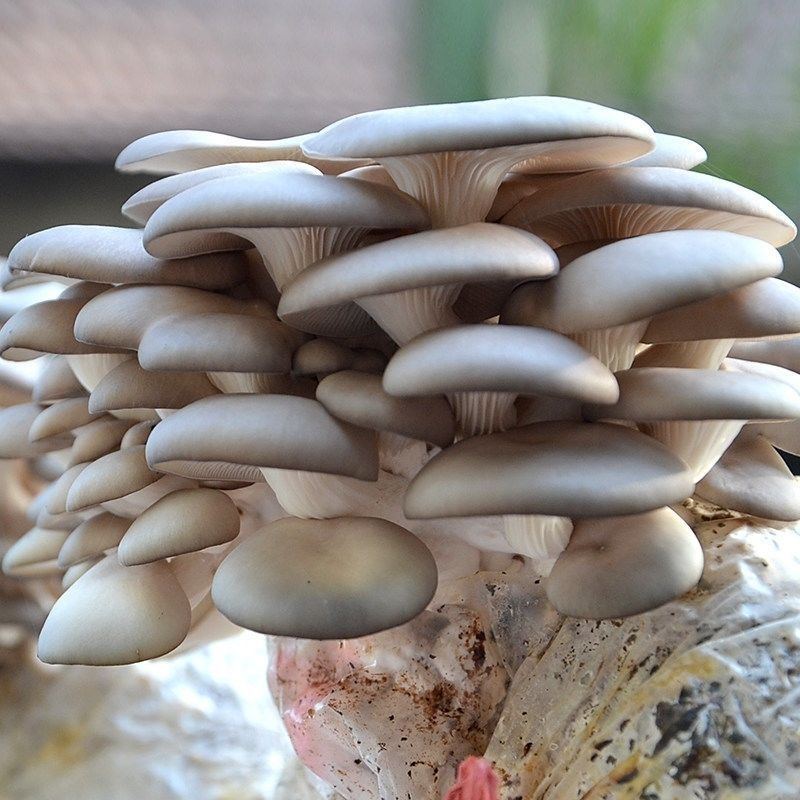 Key Environmental Conditions for Oyster Mushroom Growth and Development